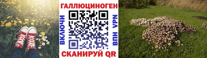 где купить наркоту  Звенигово  Галлюциногенные грибы Psilocybine cubensis 